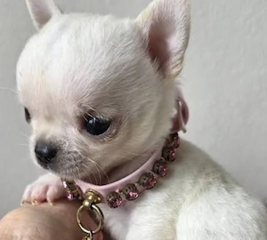  Süße Teacup-Chihuahua-Welpen suchen ein liebevolles Zuhause 
