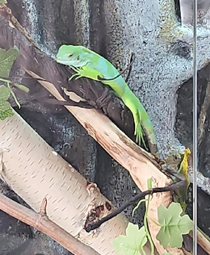 Fidchi Leguan Männchen , komplett mit Terrarium 