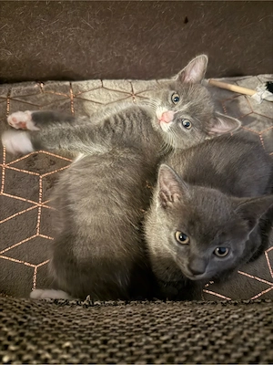 4 Babykatzen