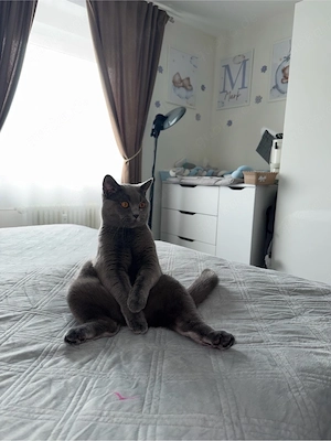 Deckkater Britisch Kurzhaar 
