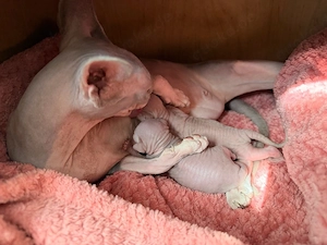 Zwei Blue Bicolor Canadian Sphynx Kitten mit WCF Stammbaum suchen ihr Zuhause
