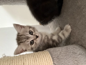 Britisch Kurzhaar Kitten (BKH) 14.07.26 geboren,6.Wochen alt Bild 1