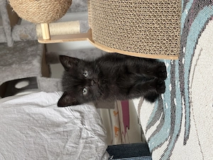 Britisch Kurzhaar Kitten (BKH) 14.07.26 geboren,6.Wochen alt Bild 2