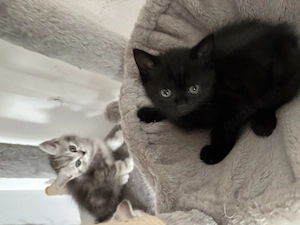 Britisch Kurzhaar Kitten (BKH) 14.07.26 geboren,6.Wochen alt Bild 3