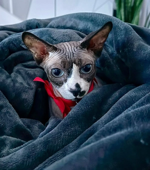 2xSphynx kastriert, gechipt, geimpft 