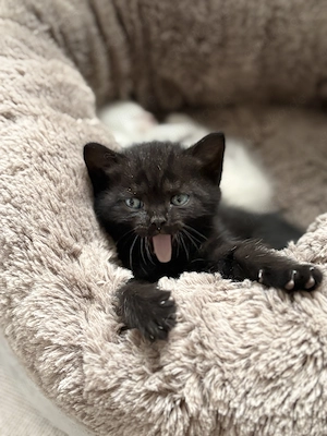 Britisch Kurzhaar Kitten (BKH) 14.07.26 geboren,6.Wochen alt Bild 5
