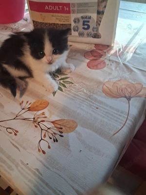 Katzen baby maine coon 