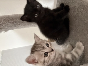 Britisch Kurzhaar Kitten (BKH) 14.07.26 geboren,6.Wochen alt Bild 4