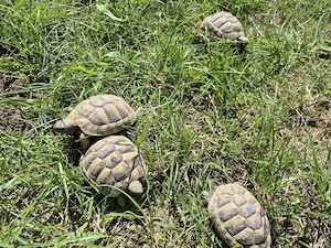 3 Griechische Landschildkröten NZ 2024 mit Cites-Bescheinigung