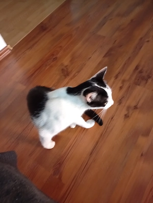 1 Kitten Mädel und Mama, Floh und Entwurmung erhalten Mutter Gechipt in Liebevolle Hände abzugeben