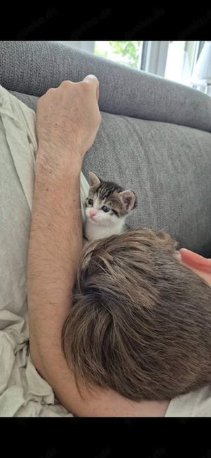 Katzenbabys 12 Wochen alt