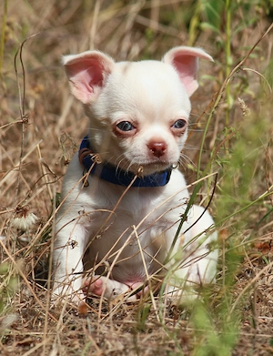Chihuahua Welpen suchen ein Zuhause ( 1 Hündin+ 1 Rüde)Abgabebereit