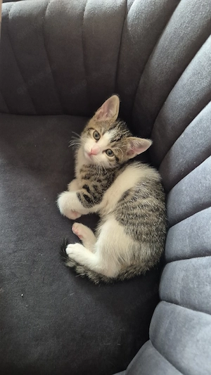 Katzen Geschwister