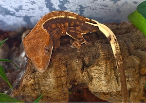 Correlophus ciliatus 0.1 Cappuccino 