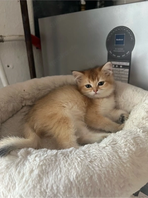 Wunderschöne BKH Kitten in Verschiedenen Farben