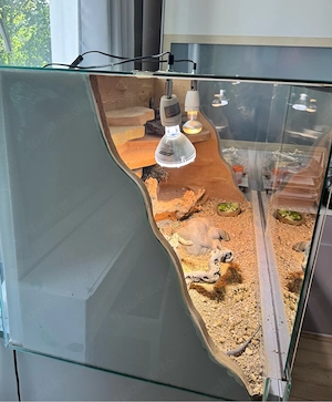  Terrarium 120x60x60 cm mit zutraulicher Bartagame Bild 4