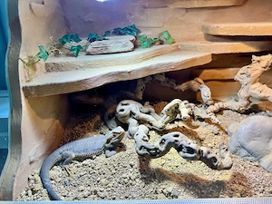  Terrarium 120x60x60 cm mit zutraulicher Bartagame Bild 3