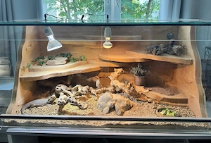  Terrarium 120x60x60 cm mit zutraulicher Bartagame Bild 2