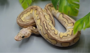 0.1 Chocolate Lesser Pastel Clown ENZ 2026