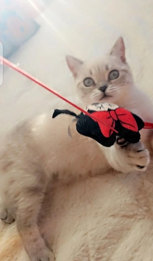 Süße Britische Kurzhaarkatze