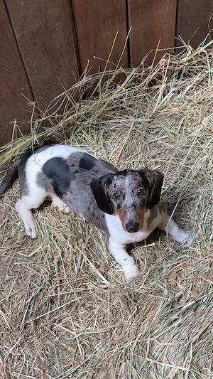 Wunderschöner Dackel Welpe Bild 3