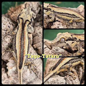 0.0.1 Rhacodactylus auriculatus Höckerkopfgecko Gargoyle