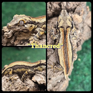 0.0.1 Rhacodactylus auriculatus Höckerkopfgecko Gargoyle
