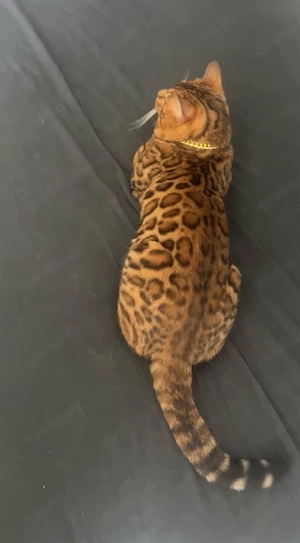 hübscher Bengal Kater