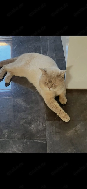 Reinrassig BKH blue point Deckkater