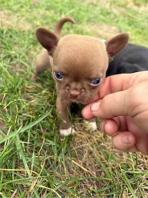 chihuahua welpen suchen zuhause