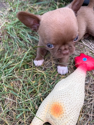 chihuahua welpen suchen zuhause 1 noch frei  Bild 5