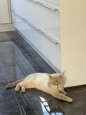 Reinrassig BKH blue point Deckkater