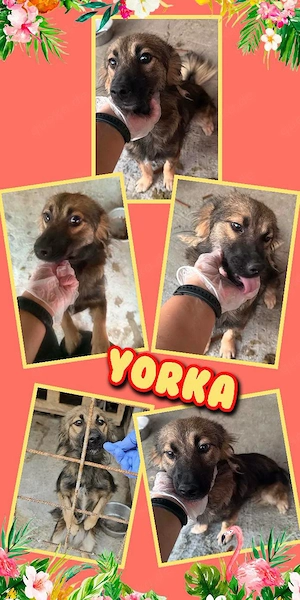 kleine, sanfte, sehr liebe, menschenbezogene Hündin "Yorka" sucht ein liebevolles Zuhause