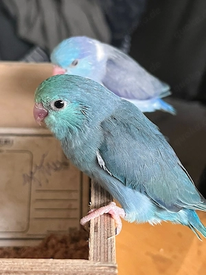 Sperlingspapagei