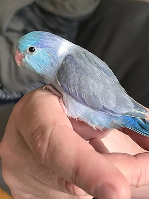 Sperlingspapagei