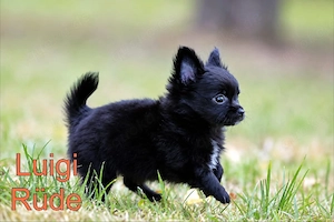 Chihuahua Welpen 