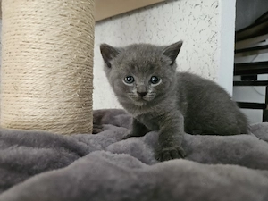 Süßen BKH Kitten 