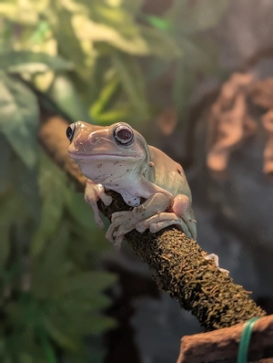 Terrraium mit 4 Korallenfinger Laubfrösche zu verkaufen Litoria caerulea 