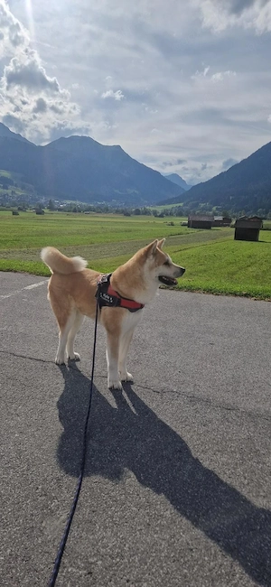 Reingrassige Akita Inu Hündin Kylie (7 Jahre) sucht ein neues Zuhause