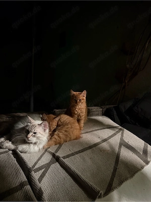 Süße Katzenbabys suchen ein neues Zuhause!