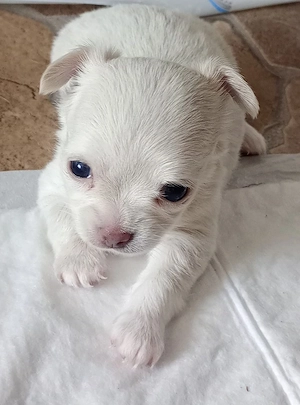 Chihuahua Welpen 