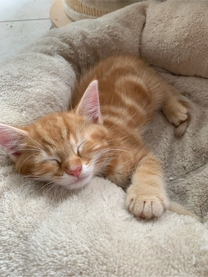 Maine Coon Mix Kätzchen Kitten Babykatze