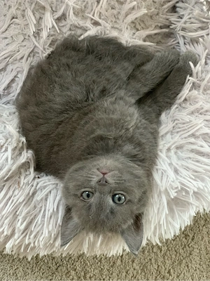 Maine Coon Mix Kätzchen Kitten Babykatze