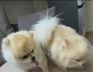 Pomeranian Bo Gesicht