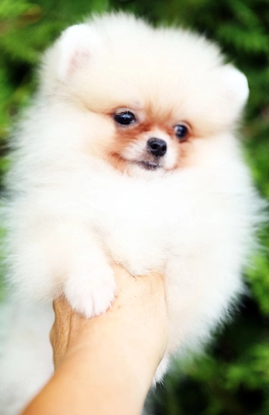 Traumhafte Pomeranian (Zwergspitz) Welpen in seltenen Farbe
