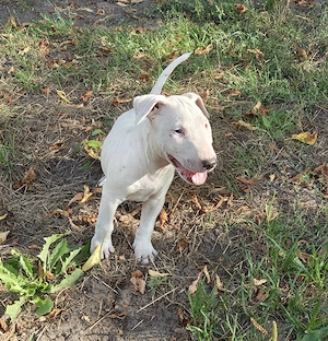 Miniatur Bullterrier (Mix) Welpen 