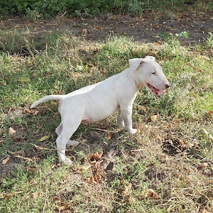 Miniatur Bullterrier (Mix) Welpen  Bild 2