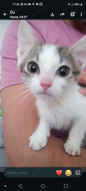 2 Khao-Manee Kätzchen Babykätzchen 2 Kater geblieben