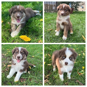 Reinrassige Australian Shepherd Welpen suchen ein liebevolles Zuhause