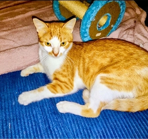 Garfield ein hübscher roter Kater